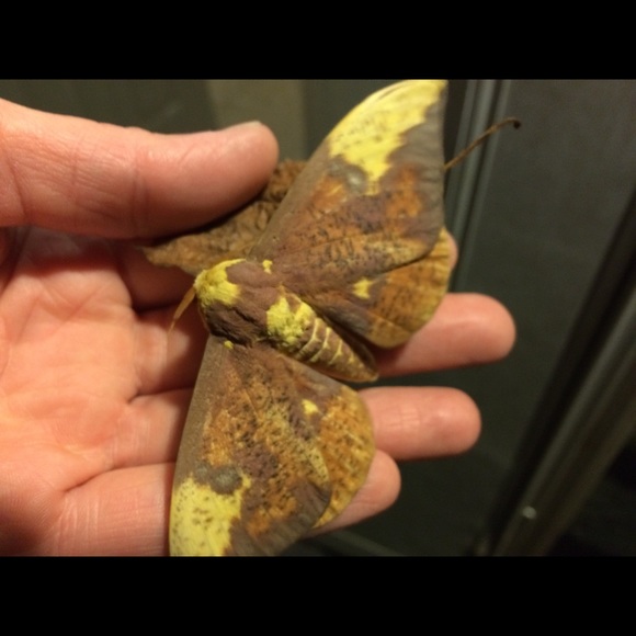 Meet your Posher, Amy - Picture 1 of 1